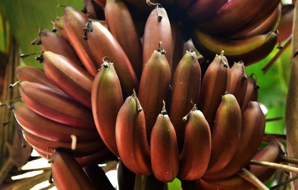 Cacho de bananas roxas a amadurecer na bananeira