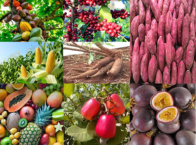 Colagem de produtos agrícolas da Estrela da Kidixi: cacau, café, frutas tropicais e culturas alimentares