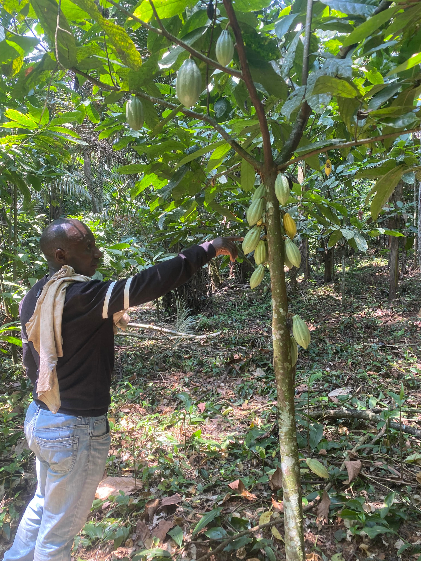 Agricultores e agrónomo em campo de milho
